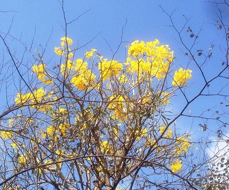 Yellow_flower_plant_full.jpg