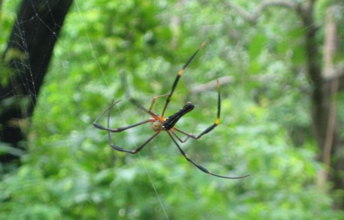 Spider.jpg
