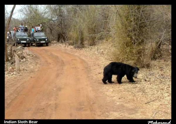 Indian-Sloth-bear-copy.jpg