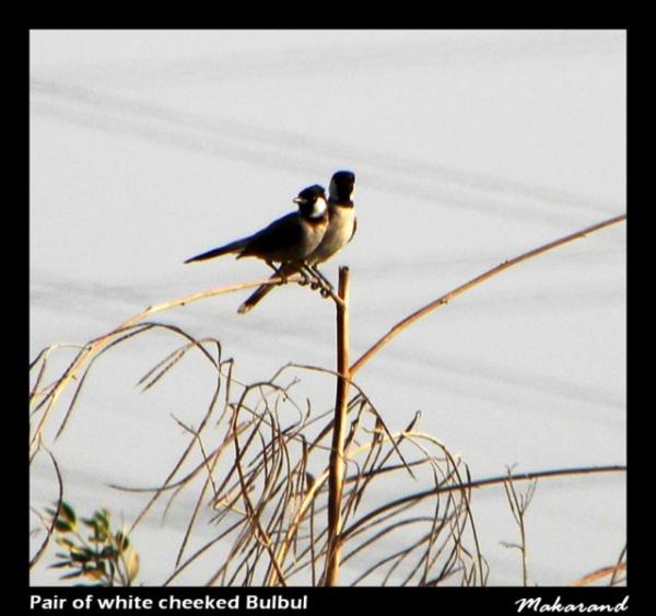 Pair-of-bulbul [Desktop Resolution].jpg