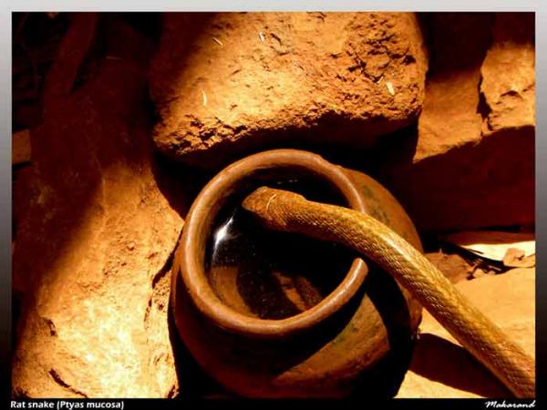 Rat-snake-copy.jpg