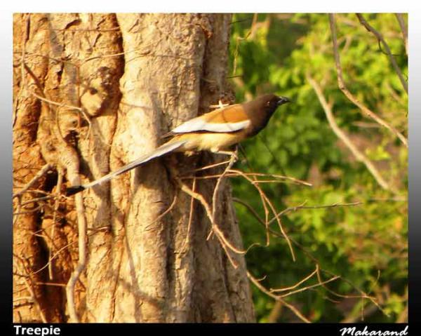 Treepie-copy.jpg