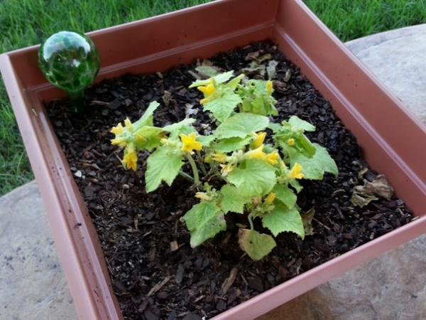 cucumer.jpg