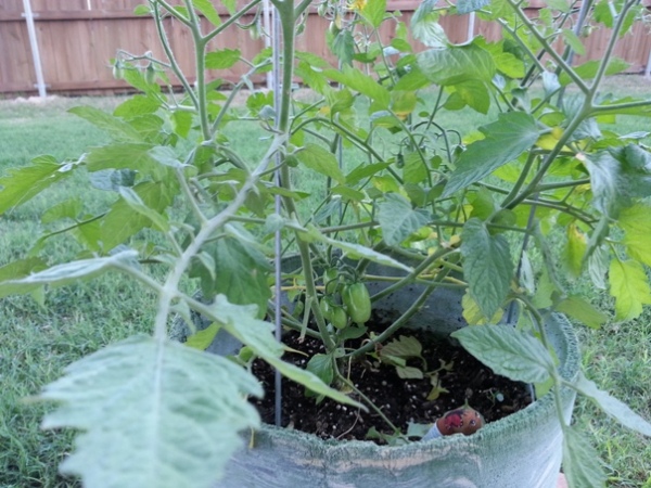 grapeTomato.jpg