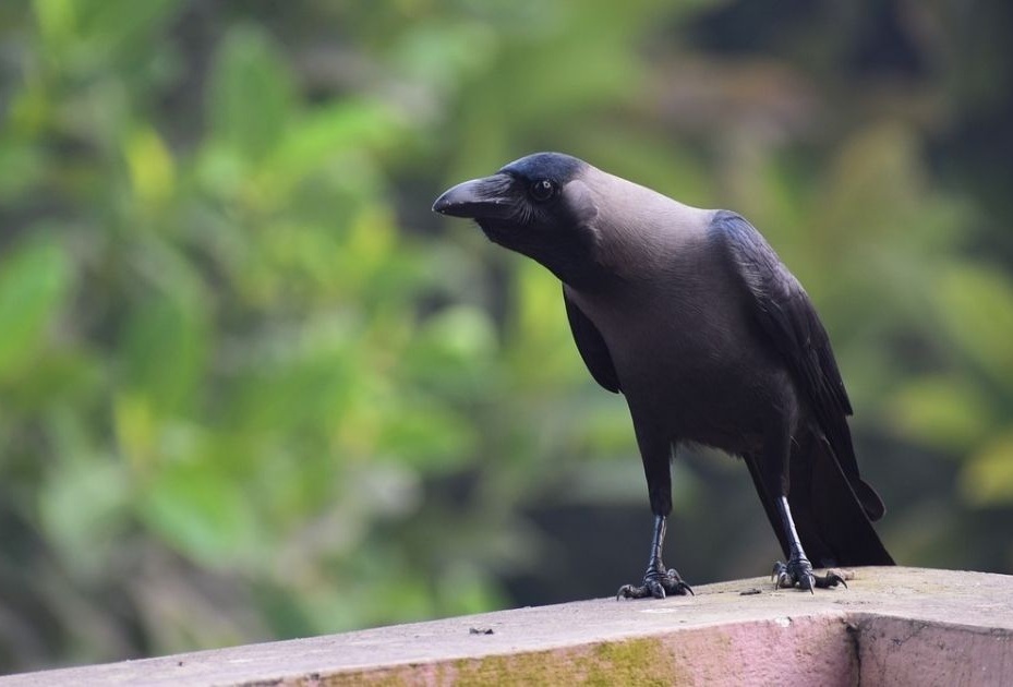 Crow.jpg