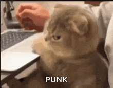 cat-computer.gif