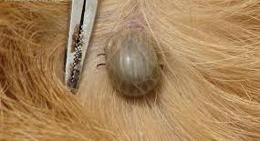 dogtick1_0.jpg