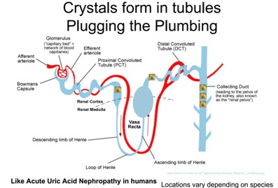 nephron.jpg