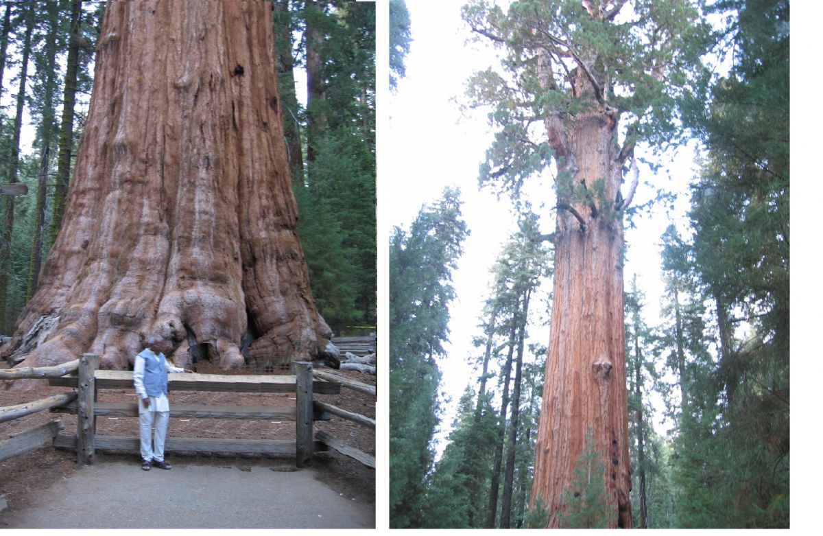 general sherman1.jpg