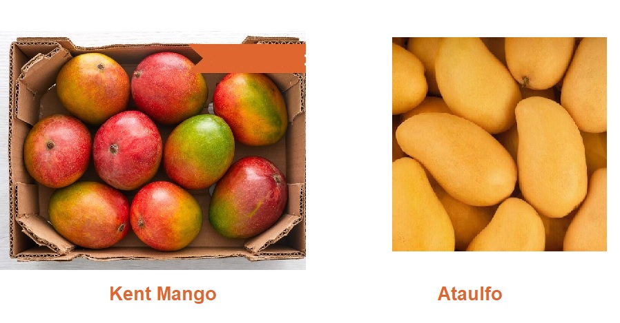 mangoes.jpg