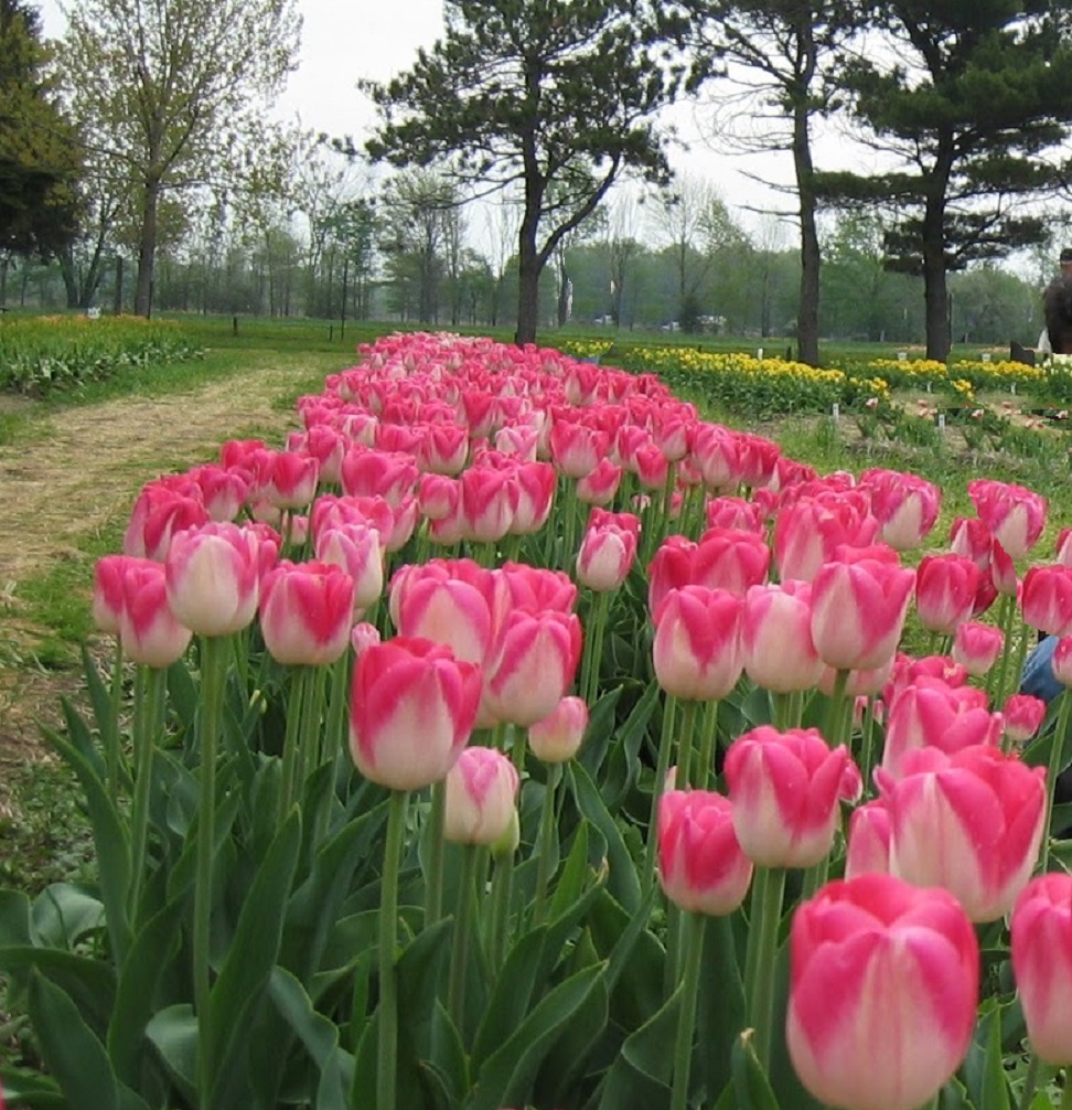 tulip2.jpg