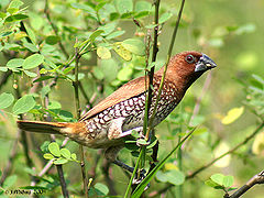 Munia.jpg