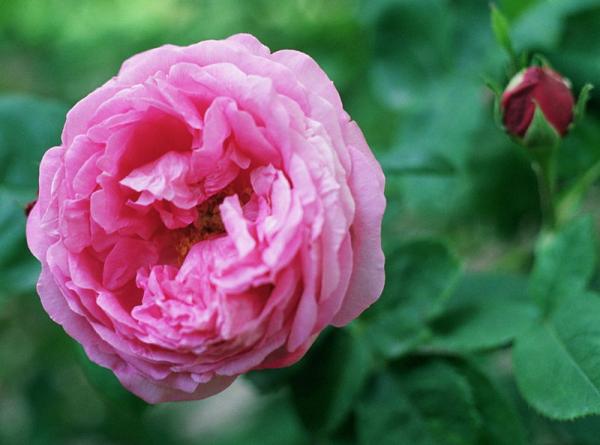 Rosa_La_Reinw.jpg