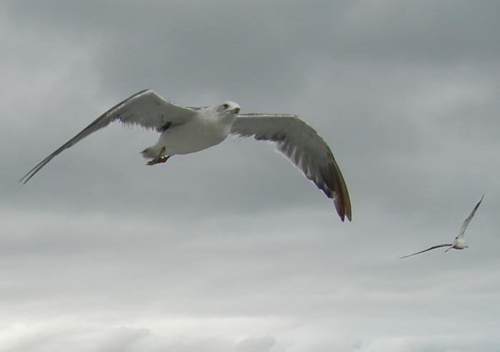 zabbu_flying_birds.JPG