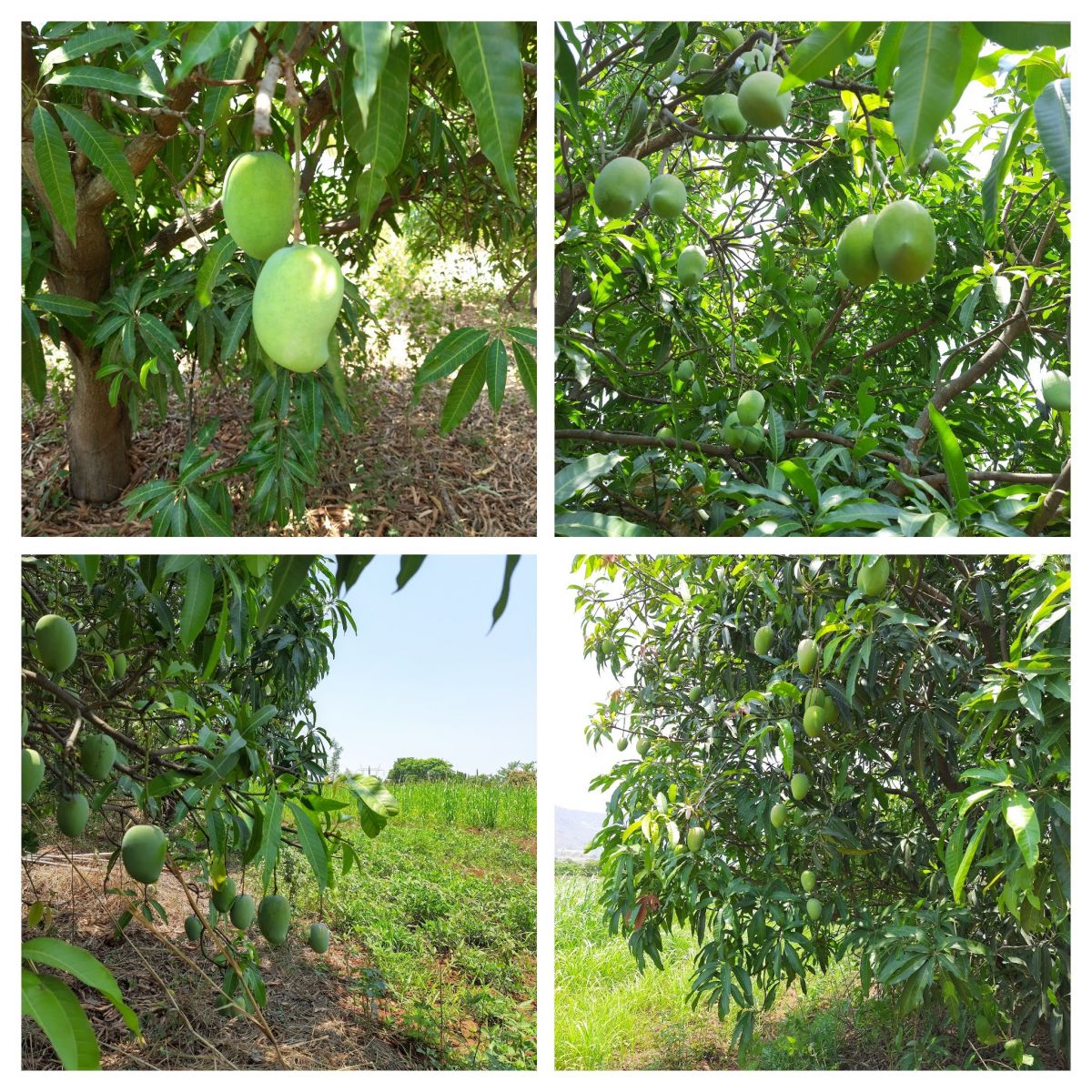 20210511_124629-COLLAGE.jpg