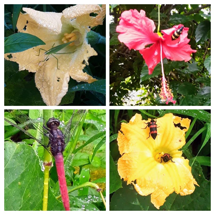 WhatsApp Image 2025-11-06 at 13.23.38-COLLAGE_0.jpg