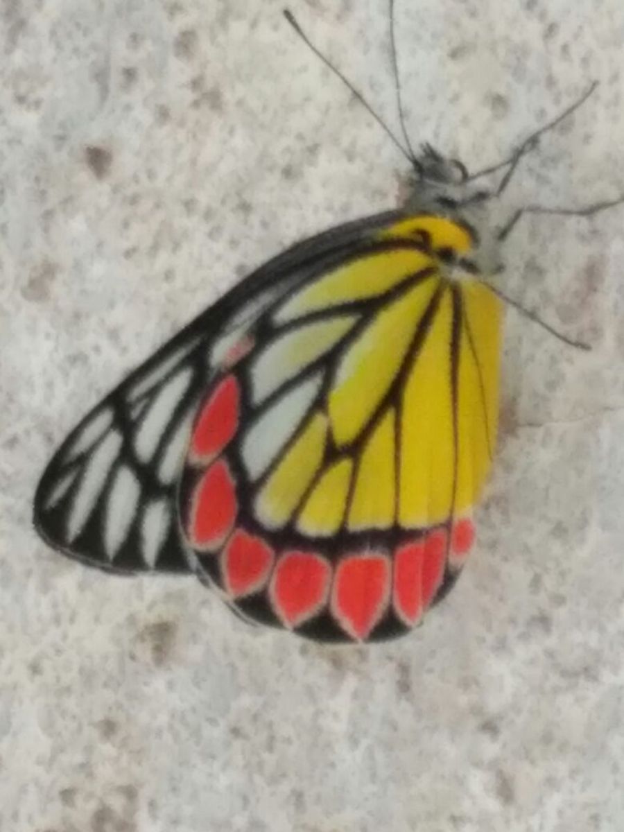 Buterfly.jpg