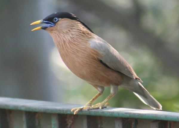 1172ww_brahminy-myna_delhi-crpark_2007apr14.jpg