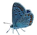 120px-Beautiful_butterfly_2-cutout.jpg