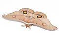 120px-Female_emperor_gum_moth.jpg