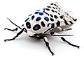 120px-LeopardMothBlueSpots_edit2.jpg