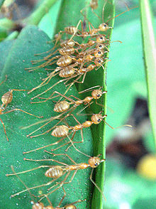 220px-AntsStitchingLeave.jpg