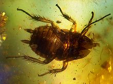 220px-Baltic_amber_inclusions_-_Cockroach_%28Pterygota%2C_Neoptera%2C_Dictyoptera%2C_Blattodea%29.jpg