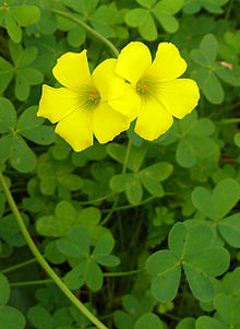 220px-Oxalis-pes-caprae0016.jpg