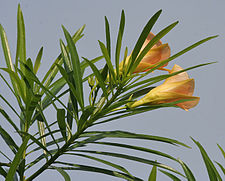 225px-Yellow_Oleander_(Thevetia_peruviana)_leaves_&_flowers_in_Kolkata_W_IMG_8007.jpg