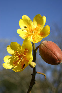 250px-Cochlospermum-vitifolium.jpg