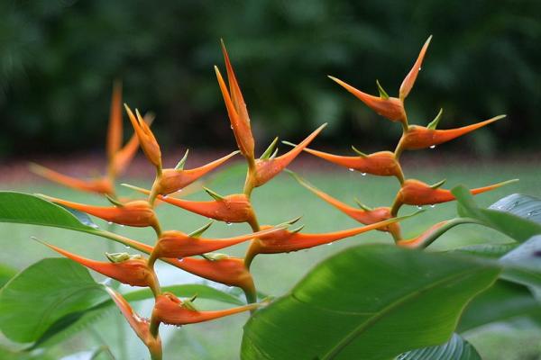 800px-Heliconia_latispatha_(Starwiz).jpg