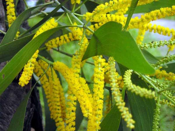 Acacia-auriculiformis.jpg