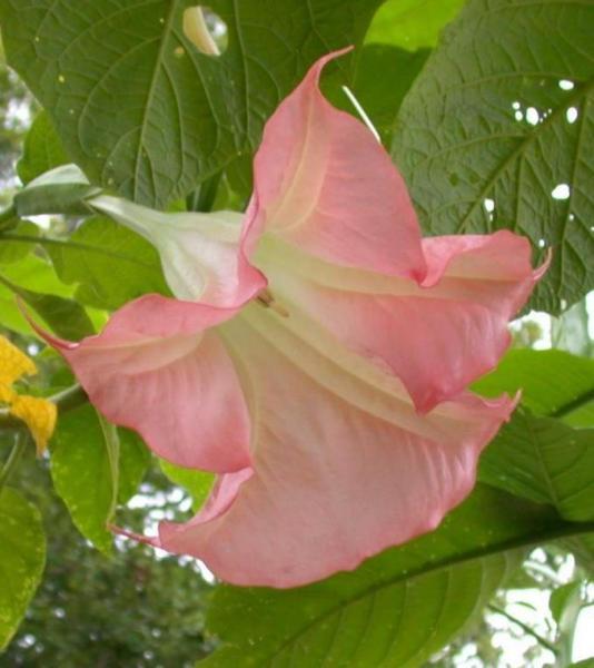 Angel_Trumpet,_Angel's_Trumpet_'Frosty_Pink'_(Brugmansia_).jpg