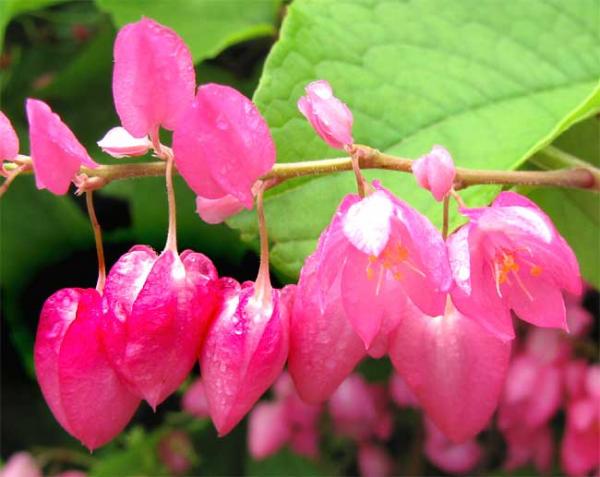 Antigonon_leptopus-YucatÃ¡n-flowers.jpg