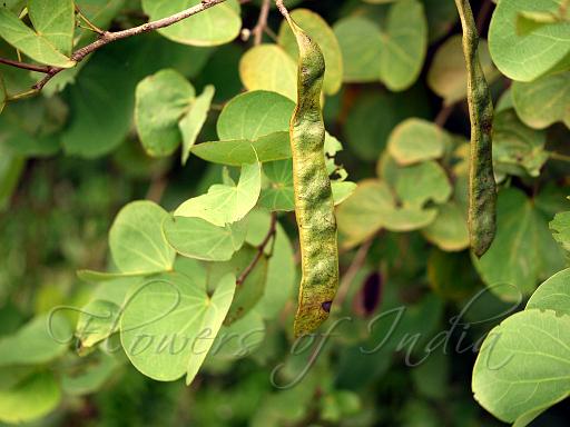 Bidi Leaf Tree-1.jpg