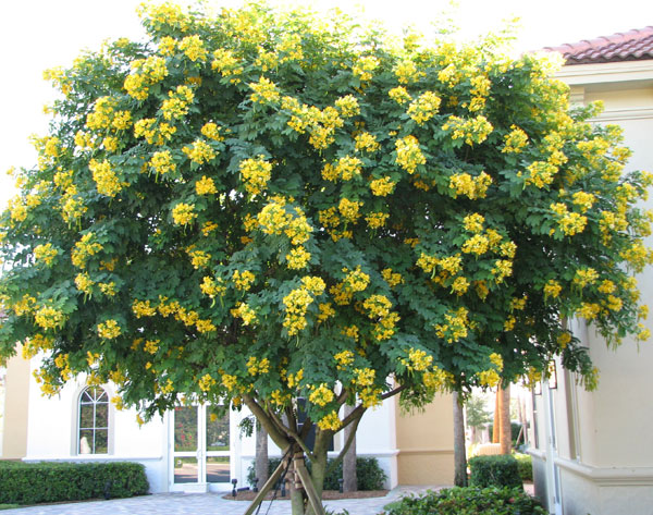 Cassia.surattensis tree.jpg