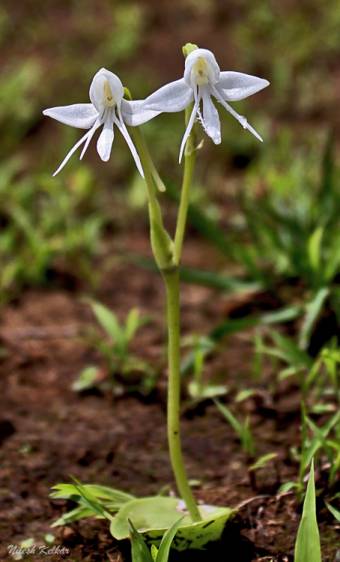 Habenaria grandifloriformis1.jpg