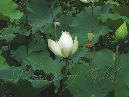 Lotus-1.jpg