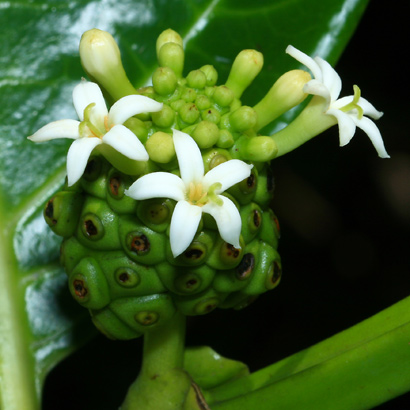 Morinda-citrifolia-1.jpg
