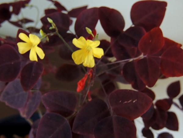 Oxalis hedysaroides.jpg