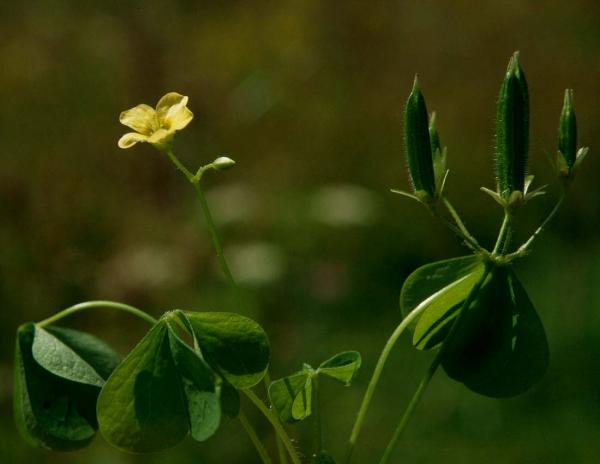 Oxalis-stricta-1.jpg