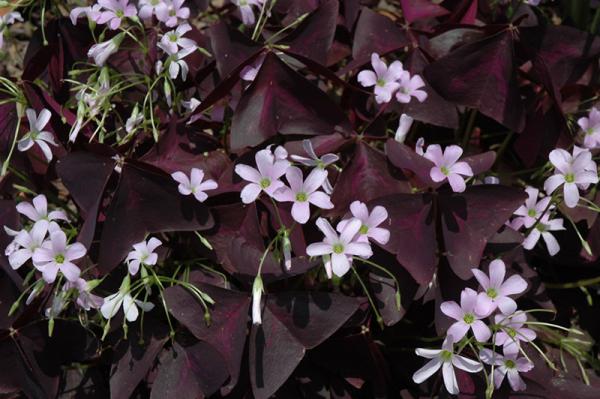 Oxalis-triangularis 1.jpg