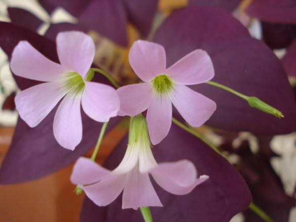 Oxalis-triangularis 2.jpg