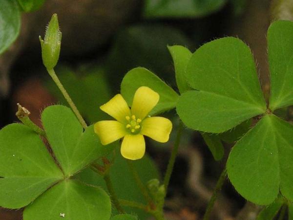 Oxalis_corniculata.jpg