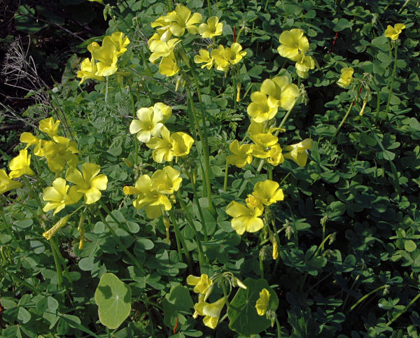 Oxalis_pes-caprae_msi.jpg