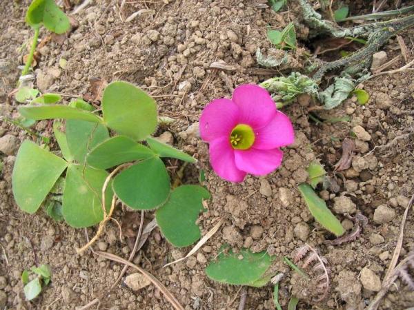 Oxalis_purpurea.jpg