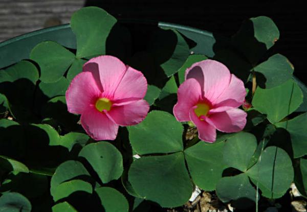 Oxalis_purpurea_Skar_msi.jpg