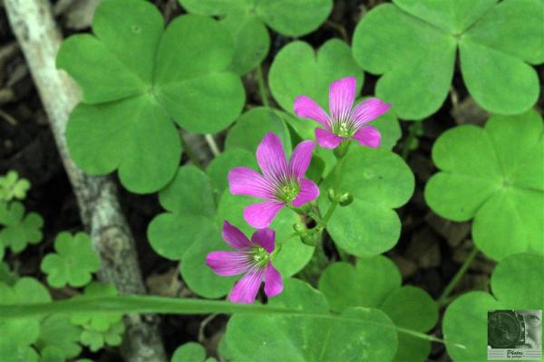 Pink Wood Sorrel (Oxalis debilis var. corymbosa) (Large).jpg