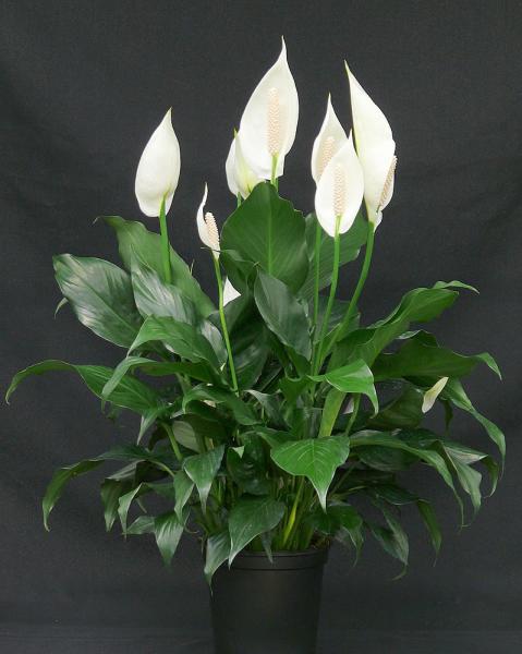 Spathiphyllum-wallisii.jpg