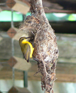 Sunbird babies.jpg